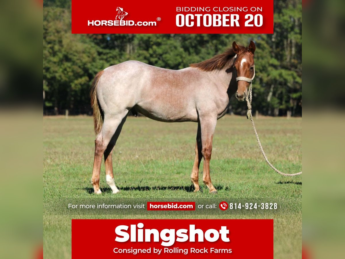 American Quarter Horse Stallion Foal (09/2025) Roan-Red in Clarion