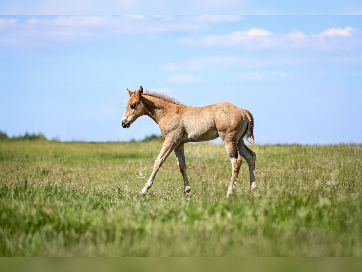 American Quarter Horse Stallion Foal (04/2025) Sorrel in Iszkaszentgy&#xF6;rgy