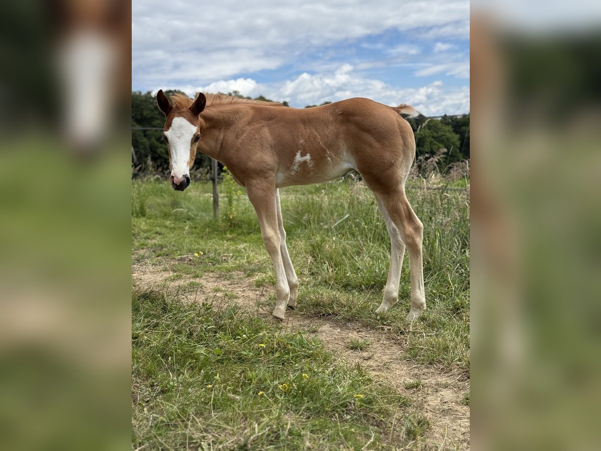 American Quarter Horse Mix Stallion Foal (04/2025) in Spodnji ivanjci