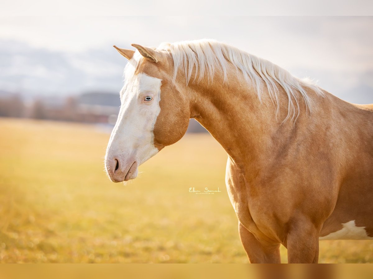 American Quarter Horse Stallion Overo-all-colors in Haldenwang