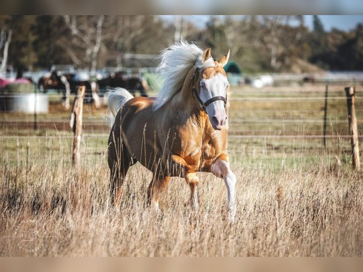 American Quarter Horse Stallion Palomino in Bell