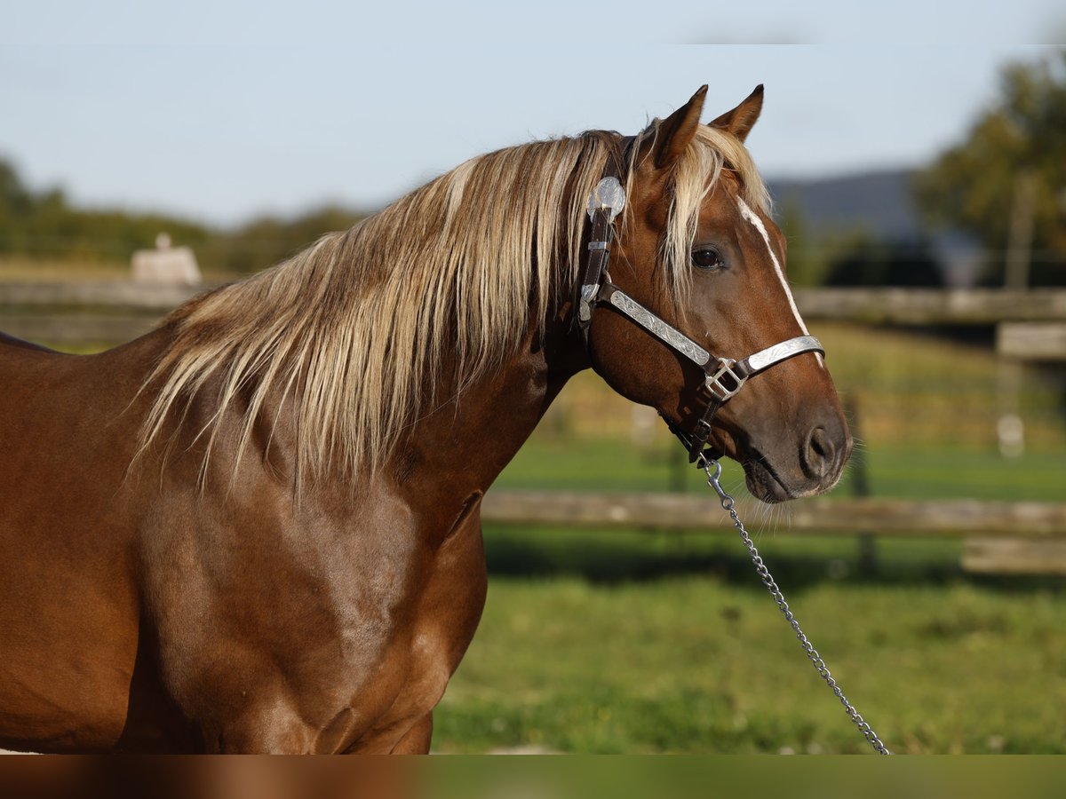 American Quarter Horse Stallion in R&#xF6;dinghausen