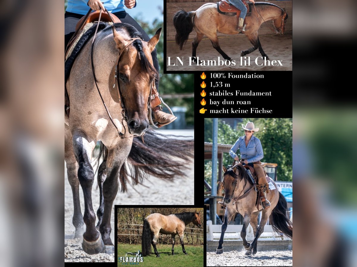American Quarter Horse Stallion Roan-Bay in Oppenweiler