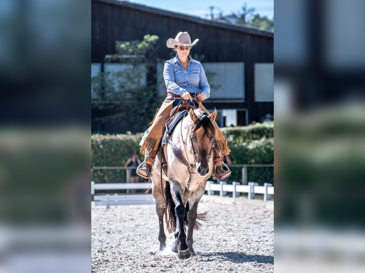 American Quarter Horse Stallion Roan-Bay in Oppenweiler