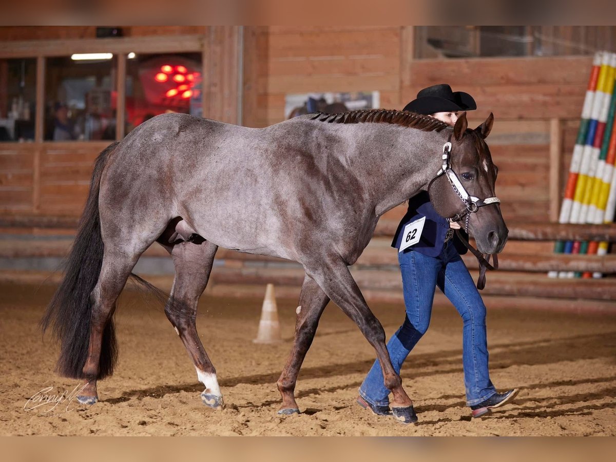 American Quarter Horse Stallion Roan-Red in Pöttsching