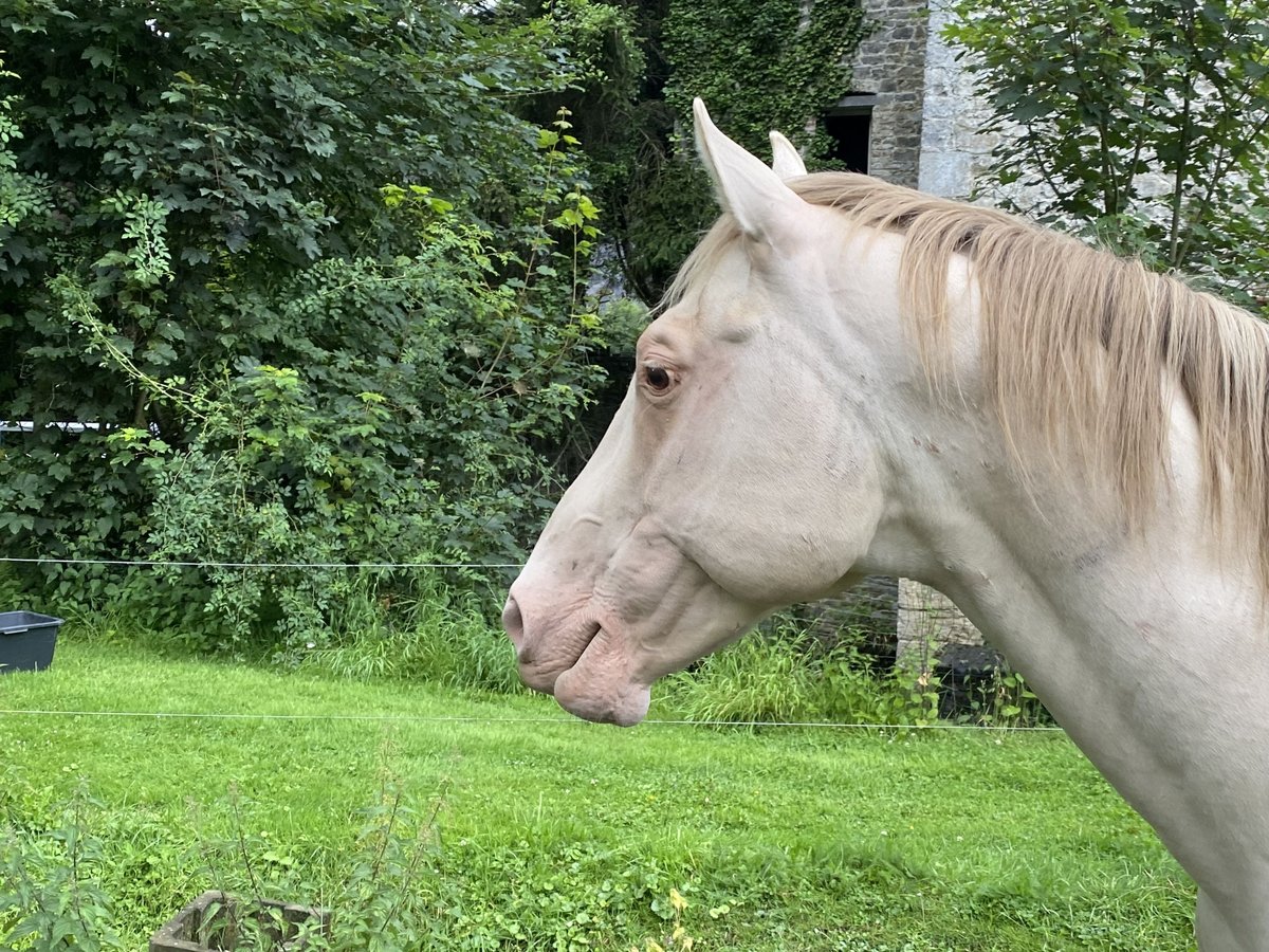 American Quarter Horse Stallone 10 Anni 157 cm Champagne in Yvoir