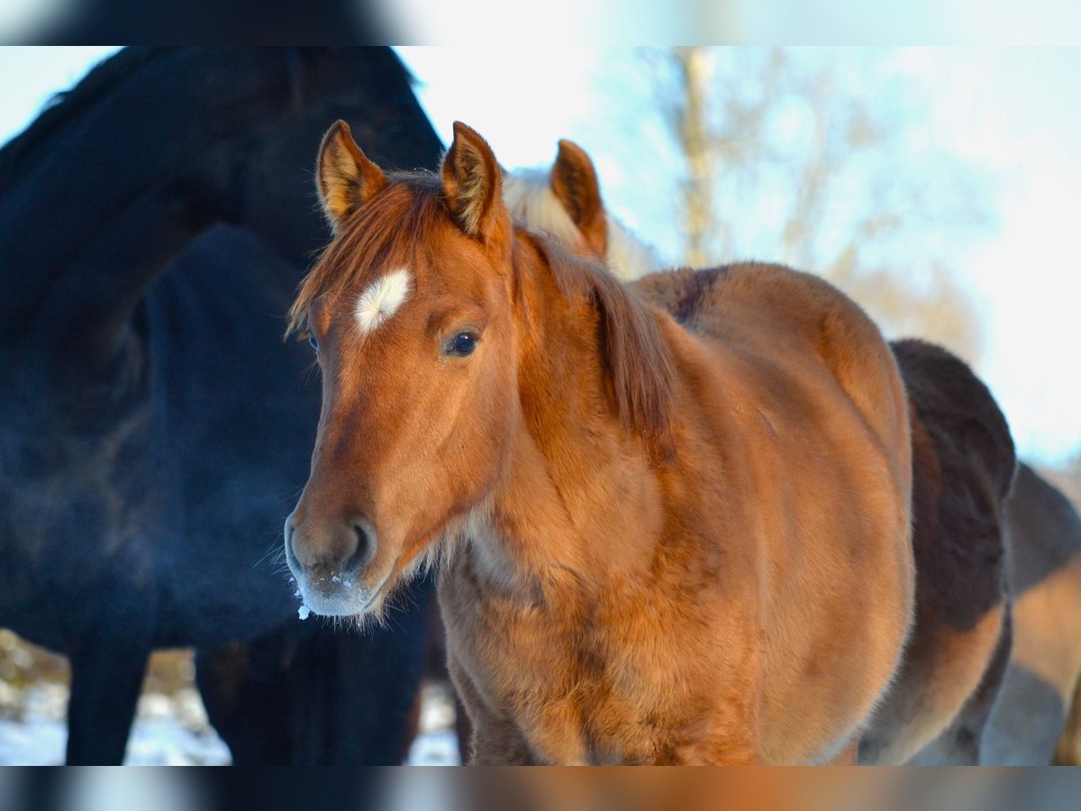 American Quarter Horse Mix Stallone 1 Anno 142 cm Red dun in St. Koloman