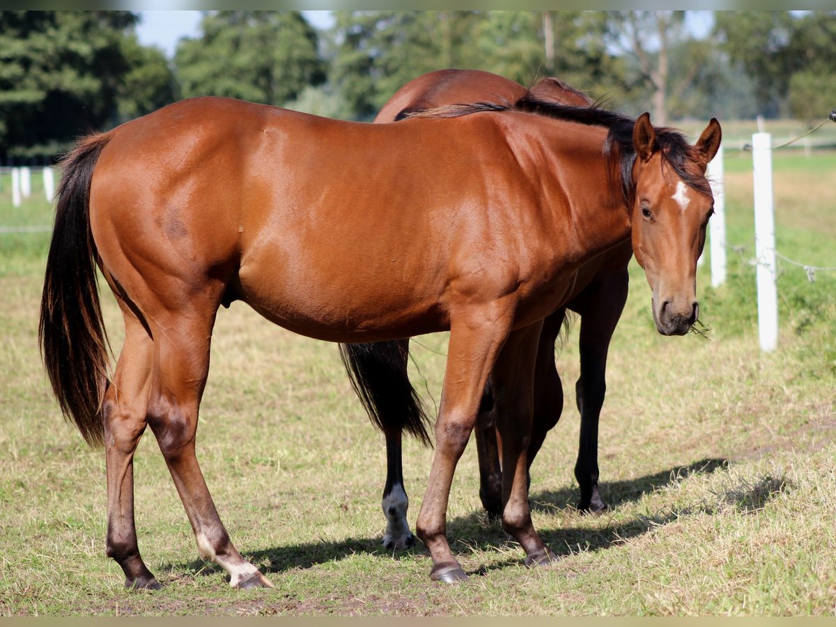 American Quarter Horse Stallone 1 Anno 150 cm Baio in Stade