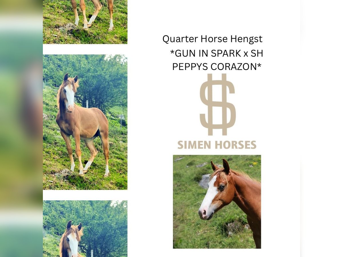 American Quarter Horse Stallone 1 Anno 150 cm Sauro in Steinen