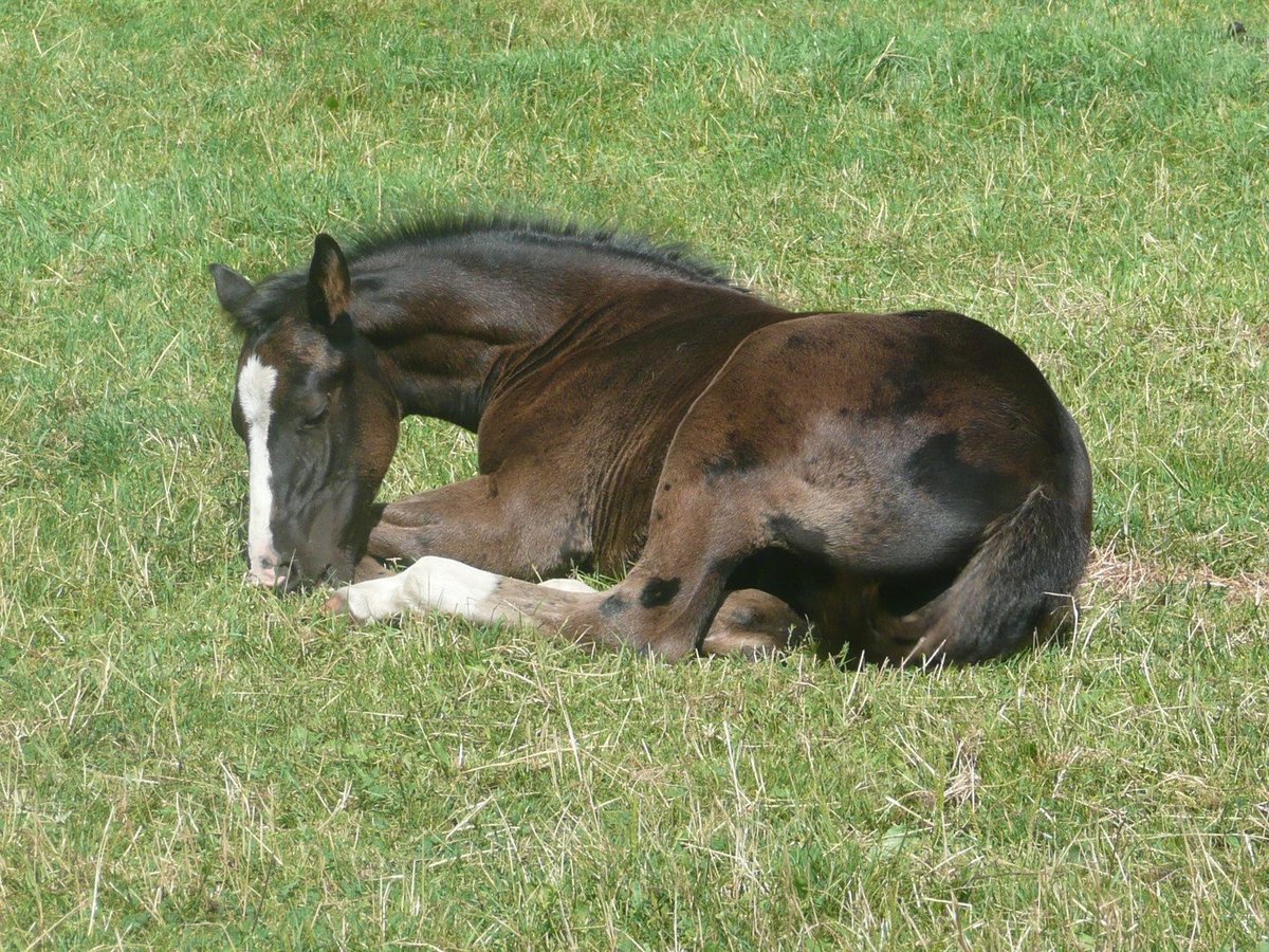 American Quarter Horse Stallone 1 Anno 152 cm Morello in Celle