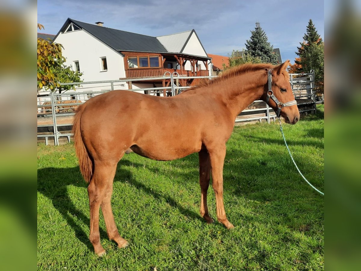 American Quarter Horse Stallone 1 Anno 152 cm Sauro in Harth-Pöllnitz