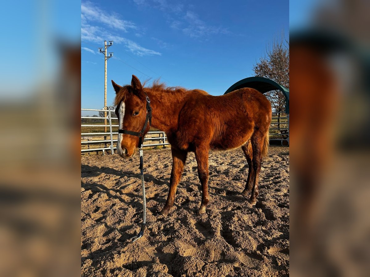 American Quarter Horse Stallone 1 Anno 156 cm Sauro in Straubenhardt