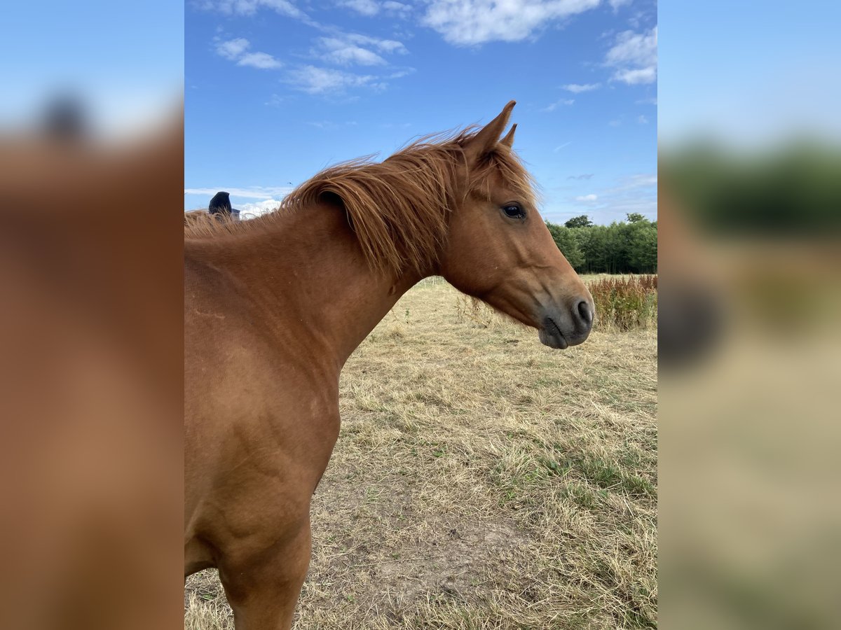American Quarter Horse Stallone 1 Anno 159 cm Sauro scuro in Wachtberg American Quarter Horse Stallone 1 Anno 159 cm Sauro scuro in Wachtberg