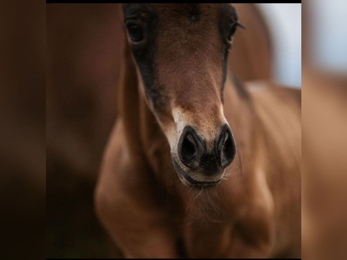 American Quarter Horse Stallone 1 Anno Baio in Klagenfurt,09.Bez.:Annabichl