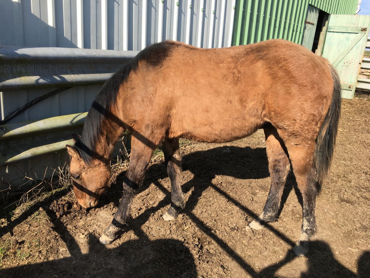 American Quarter Horse Stallone 1 Anno Falbo baio in Petit-R&#xE9;derching