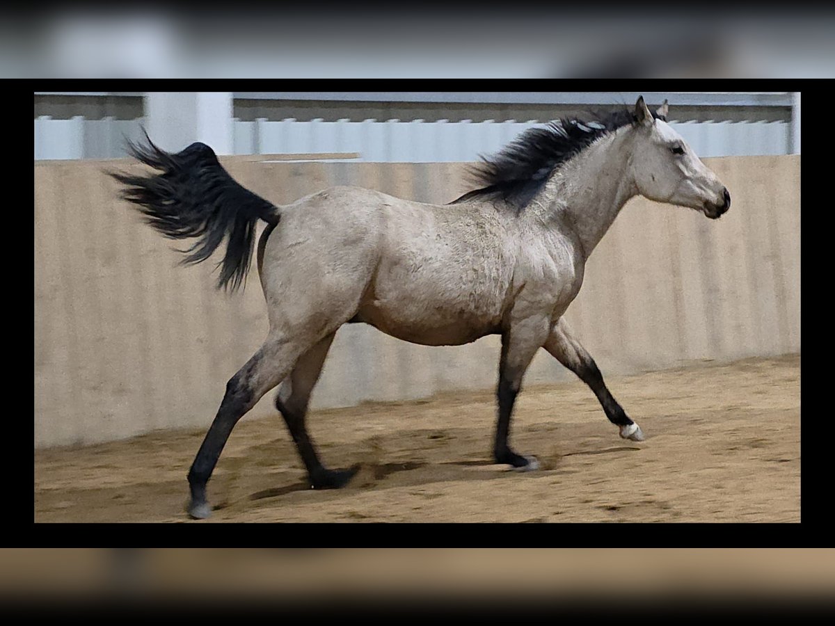 American Quarter Horse Stallone 1 Anno Pelle di daino in Fischbach bei Dahn