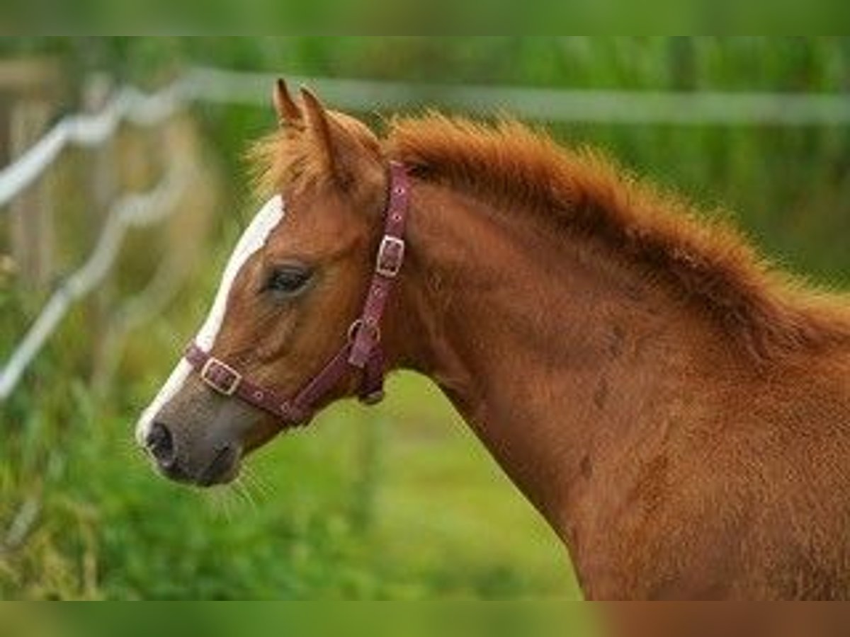 American Quarter Horse Stallone 1 Anno Sauro in Hoogeloon