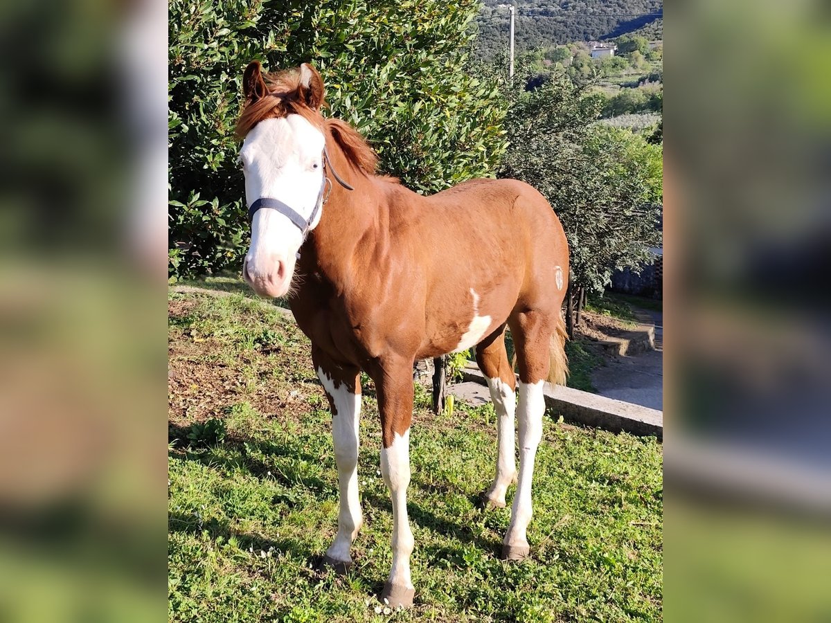American Quarter Horse Stallone 1 Anno Sauro in Fonte
