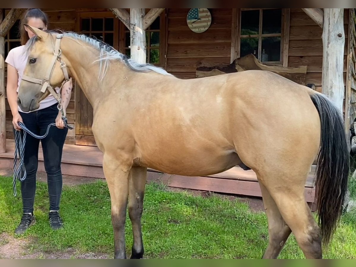 American Quarter Horse Stallone 2 Anni 130 cm Pelle di daino in Sulzdorf an der Lederhecke