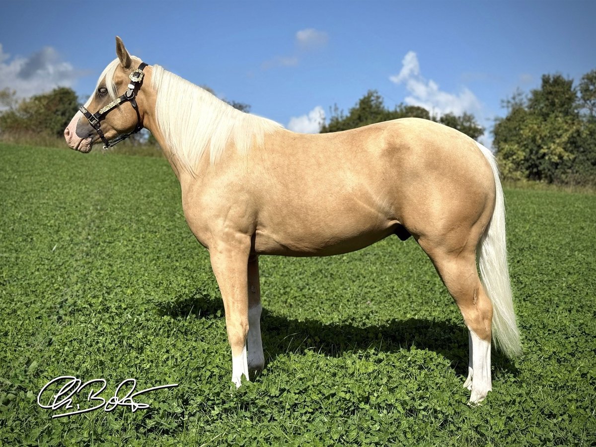 American Quarter Horse Stallone 2 Anni 145 cm Palomino in Liebenau