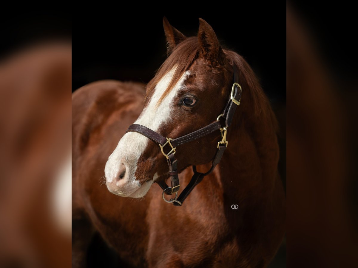 American Quarter Horse Stallone 2 Anni 147 cm Sauro in Castelnovo di Sotto