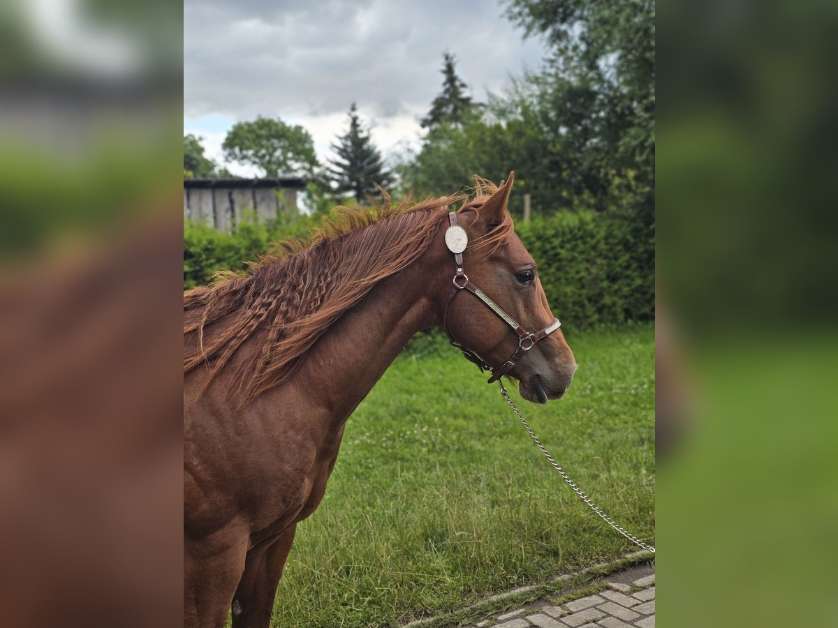 American Quarter Horse Stallone 2 Anni 148 cm Sauro in Neukalen