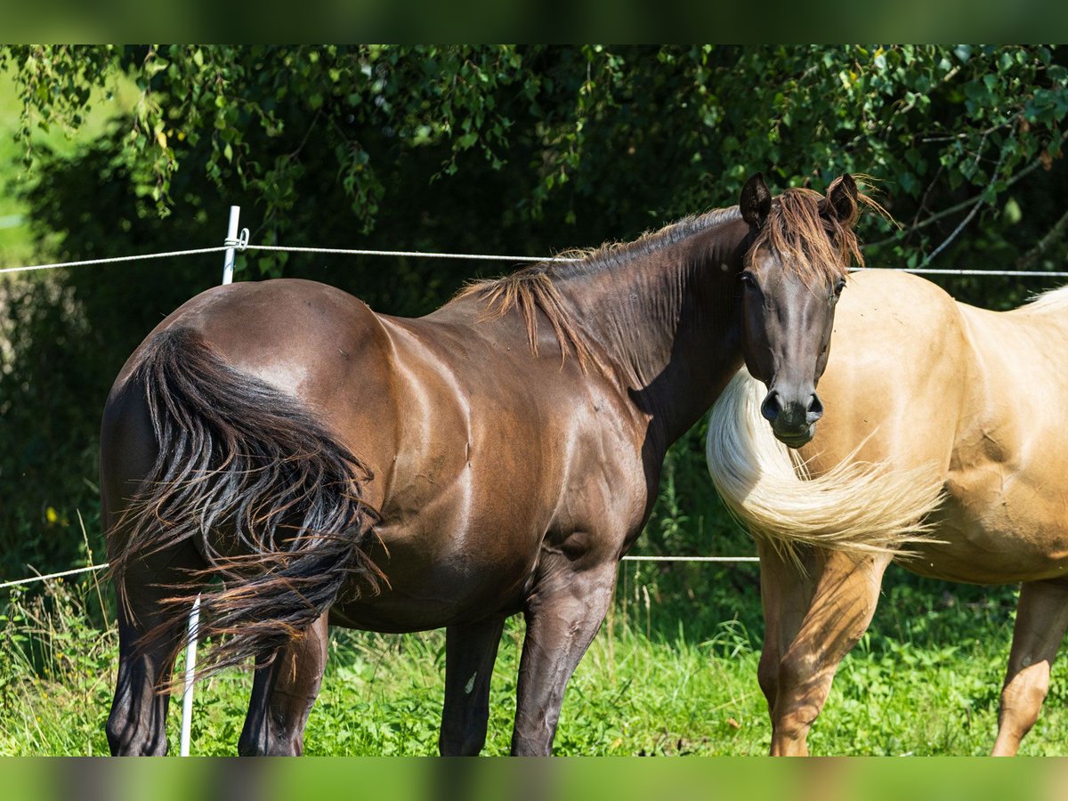 American Quarter Horse Stallone 2 Anni 150 cm Pelle di daino in Dietenheim