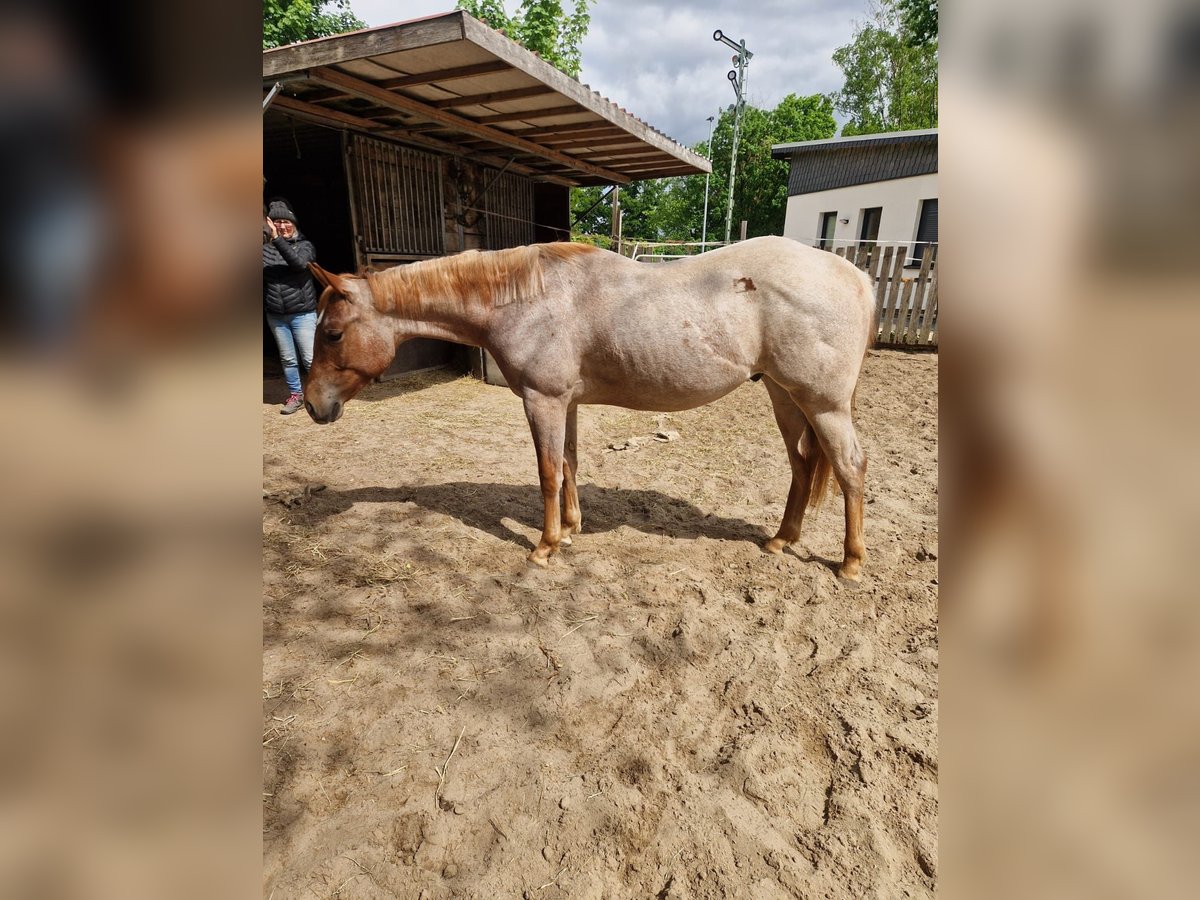 American Quarter Horse Stallone 2 Anni 160 cm Roano rosso in Winsen (Aller)