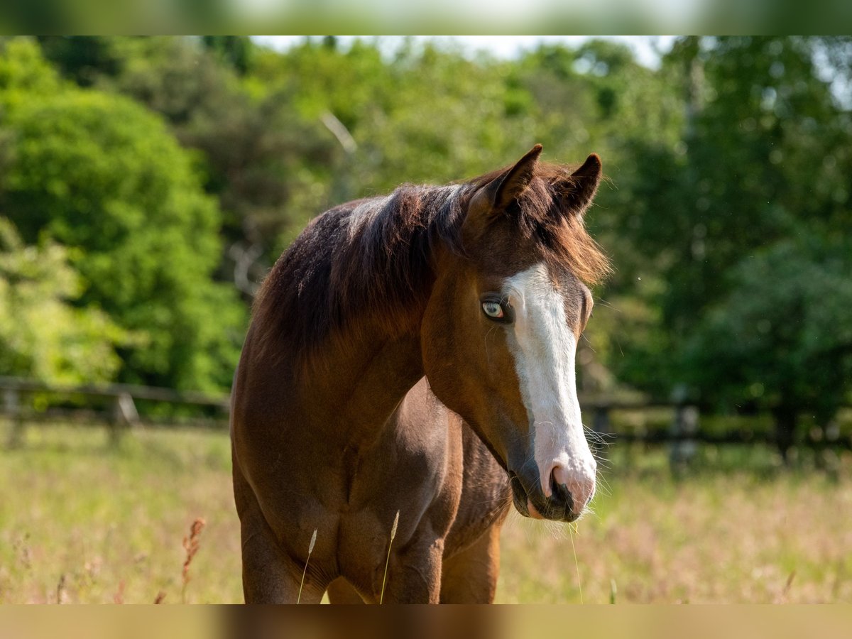 American Quarter Horse Stallone 2 Anni Pelle di daino in Geestland