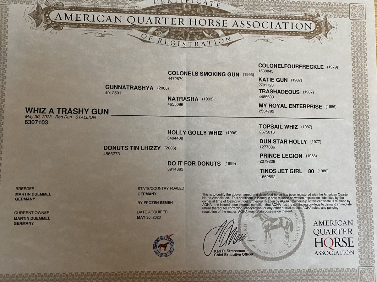 American Quarter Horse Stallone 2 Anni in Fu&#xDF;ach