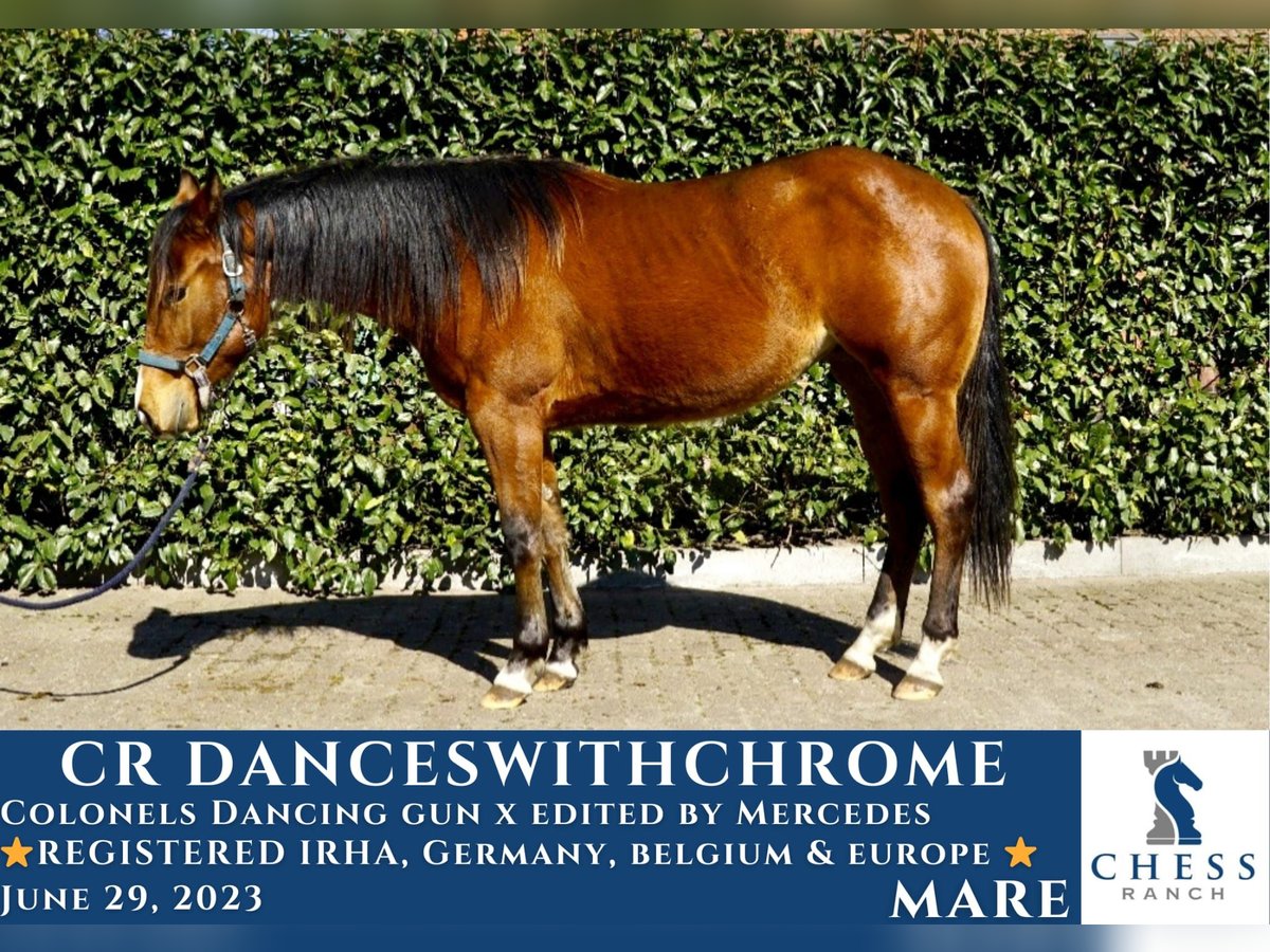 American Quarter Horse Stallone 2 Anni in Rijkevorsel