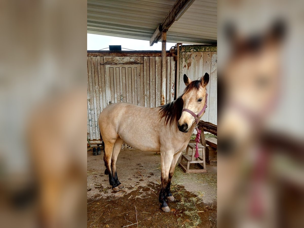 American Quarter Horse Stallone 3 Anni 147 cm Pelle di daino in Nidderau