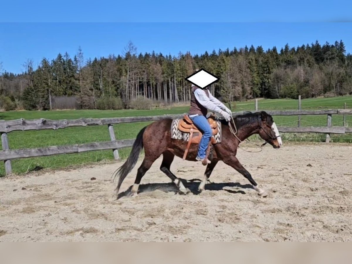 American Quarter Horse Stallone 3 Anni 155 cm Baio in Halfing