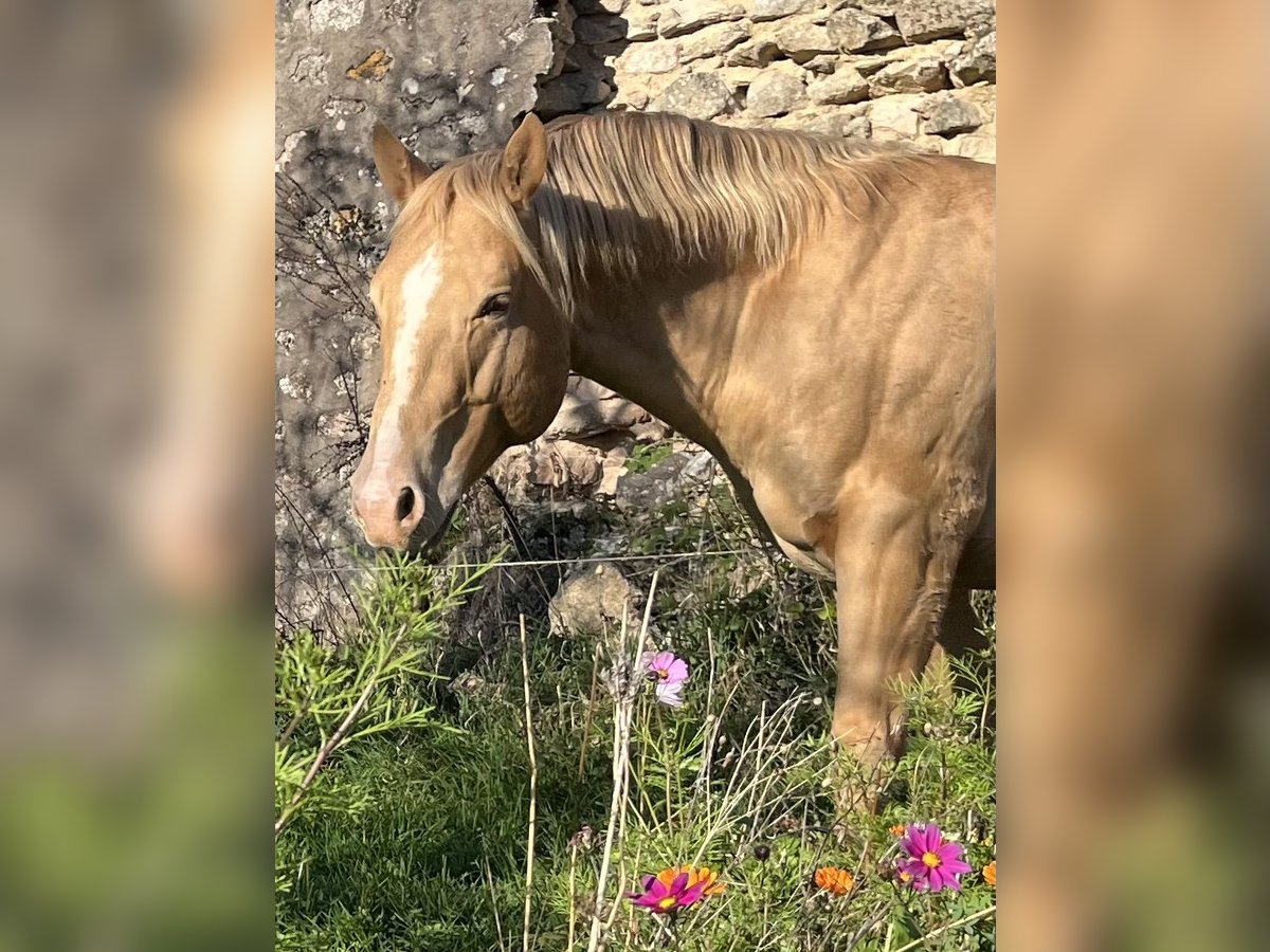 American Quarter Horse Stallone 5 Anni 147 cm Champagne in Lormes