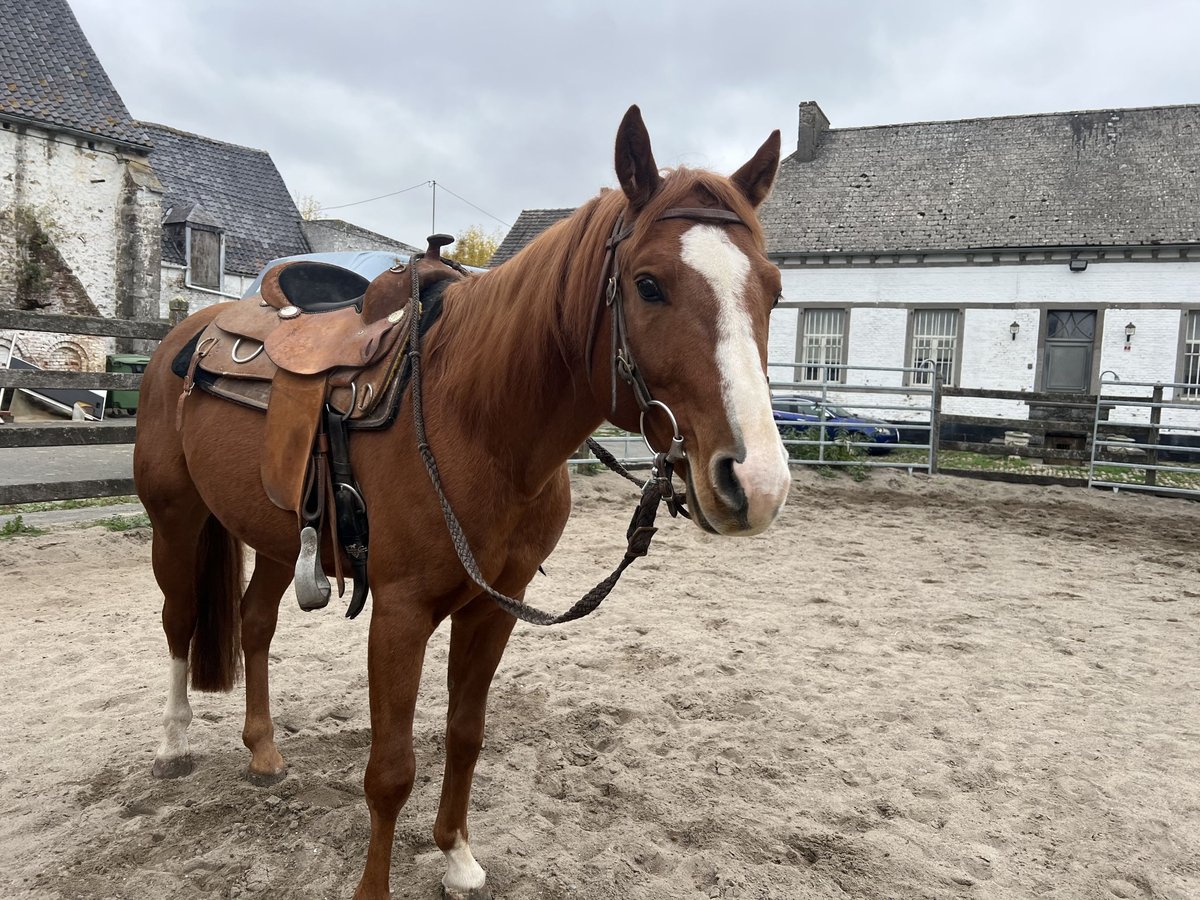 American Quarter Horse Stallone 7 Anni Baio in Cambron-Casteau