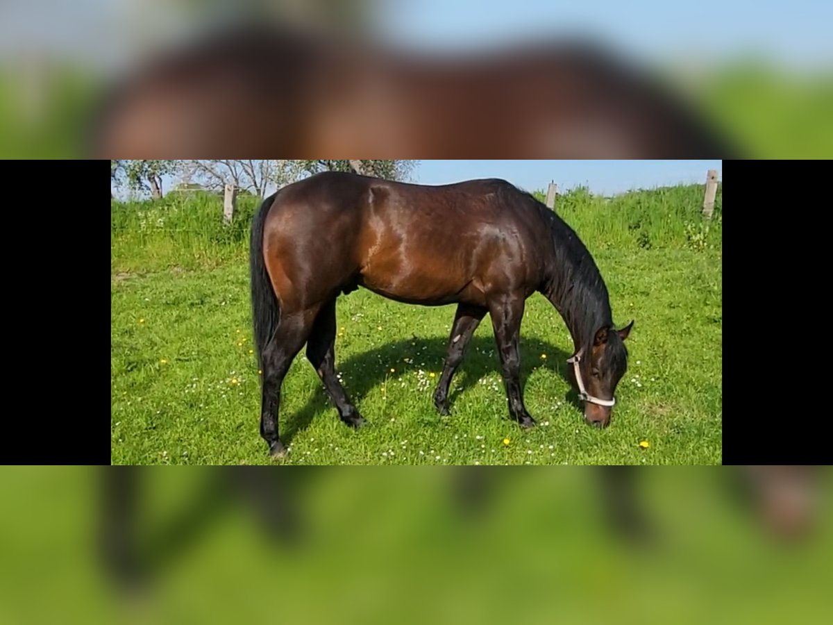 American Quarter Horse Stallone 8 Anni 152 cm Falbo in Rheinberg