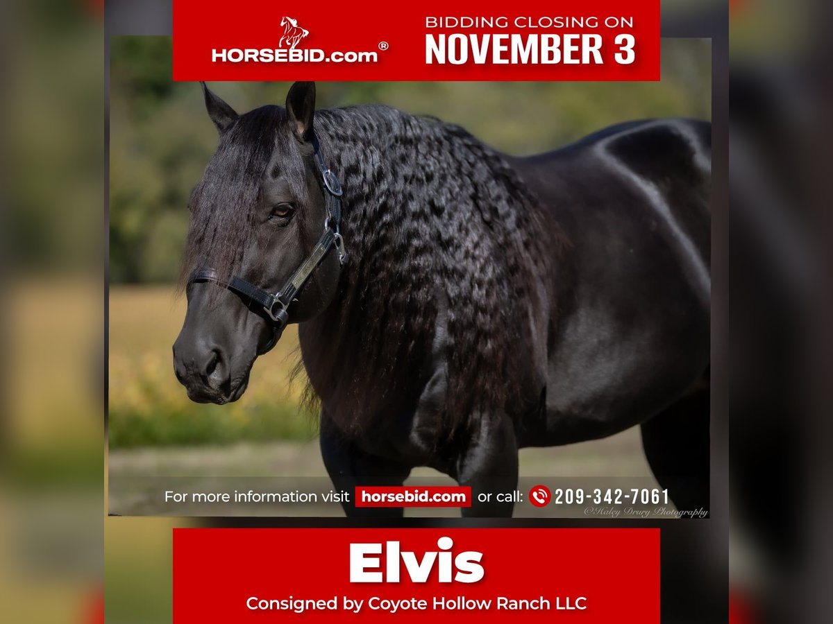 American Quarter Horse Stallone 9 Anni 147 cm Morello in Auburn