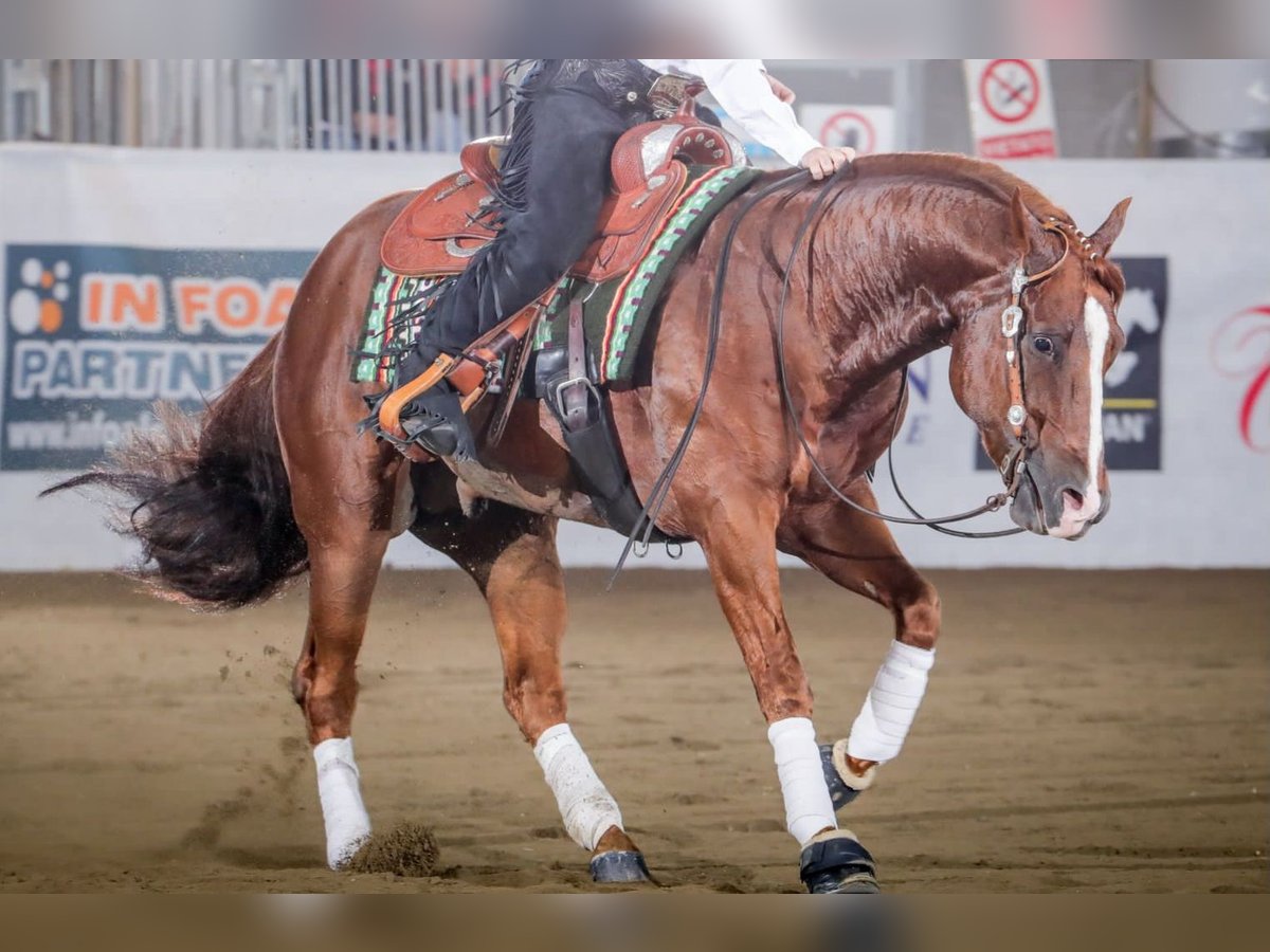 American Quarter Horse Stallone 9 Anni Sauro in Desenzano Del Garda