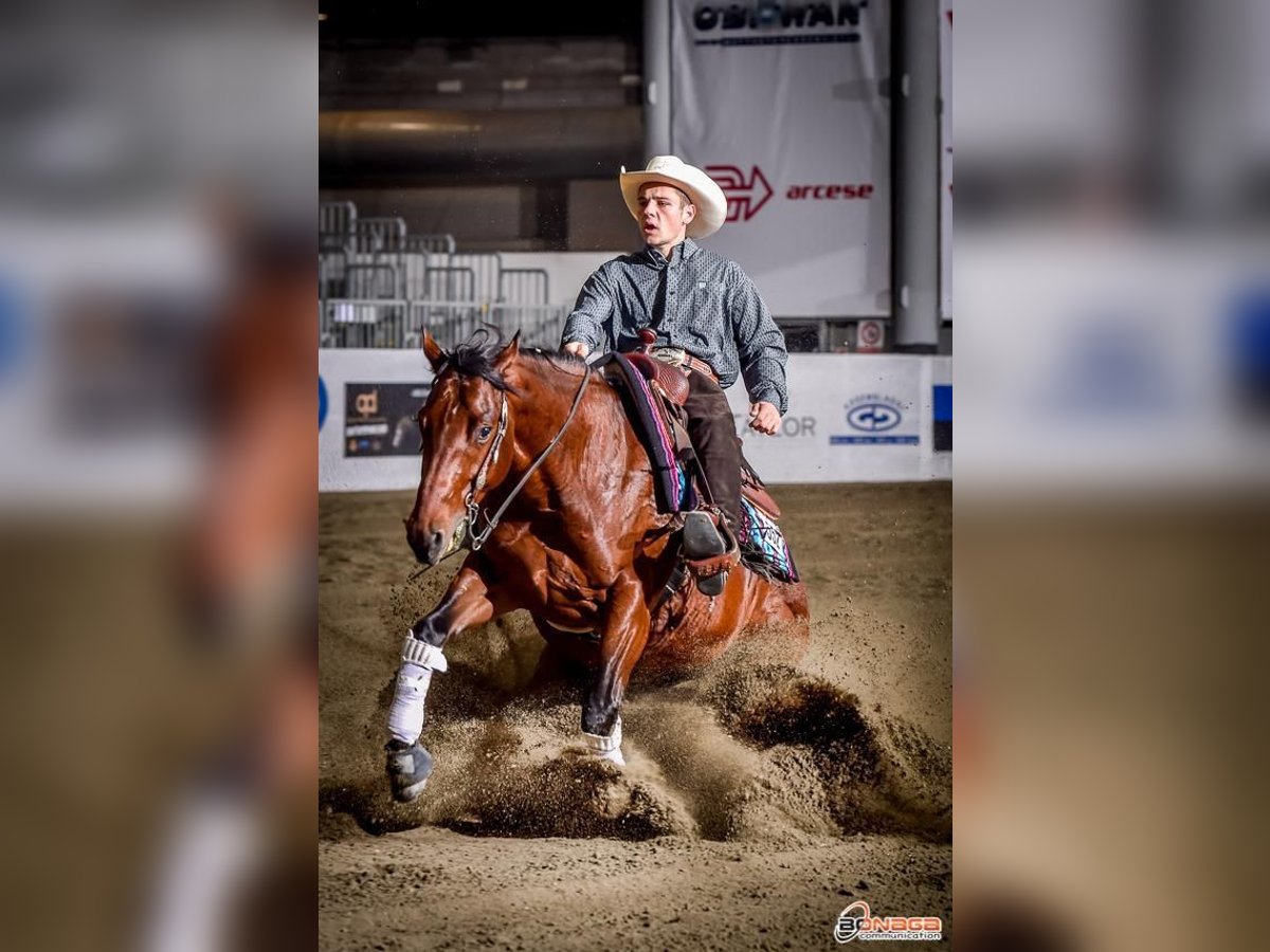 American Quarter Horse Stallone Baio in Ehingen