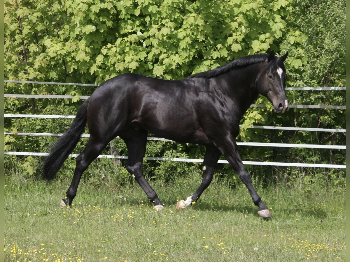 American Quarter Horse Stallone Morello in P&#xF6;ttsching