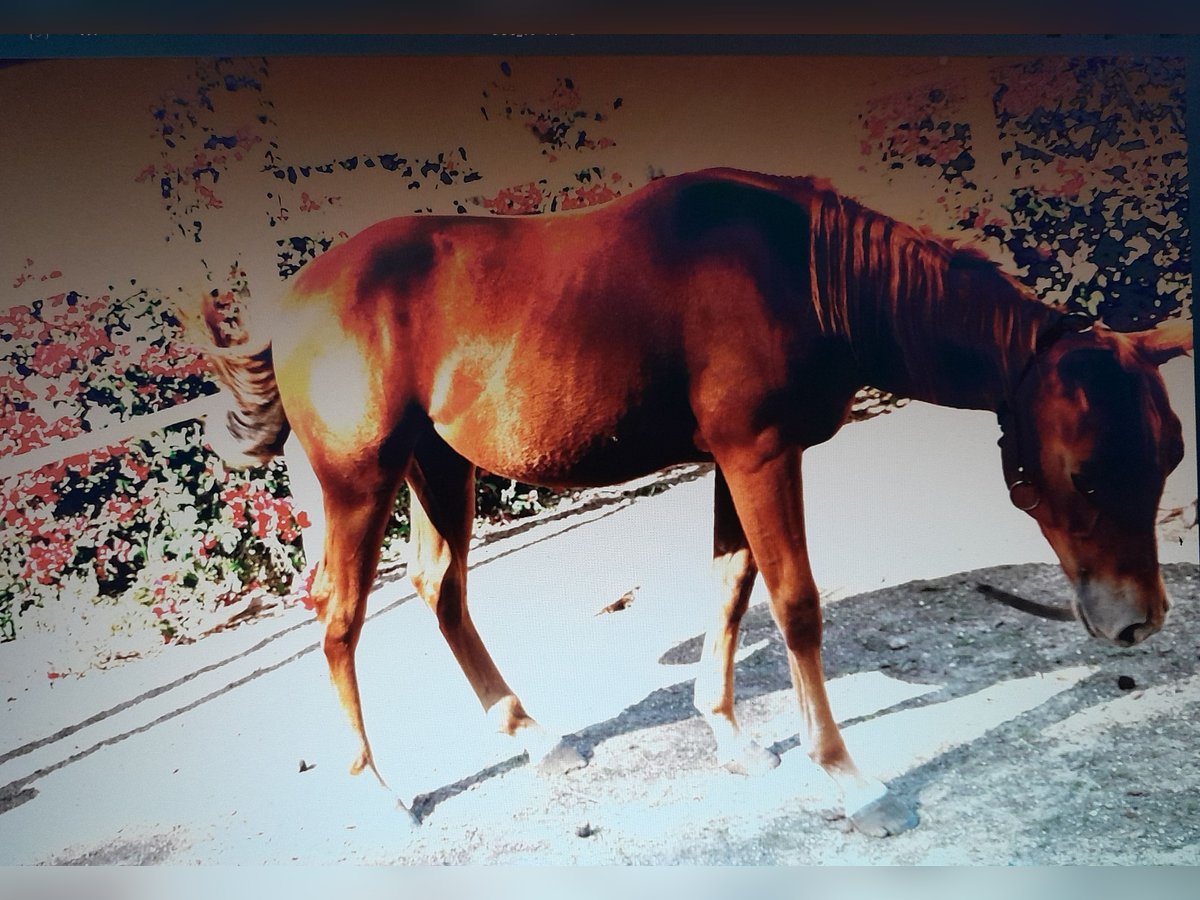 American Quarter Horse Stallone Puledri (04/2024) 140 cm Sauro in Mesagne