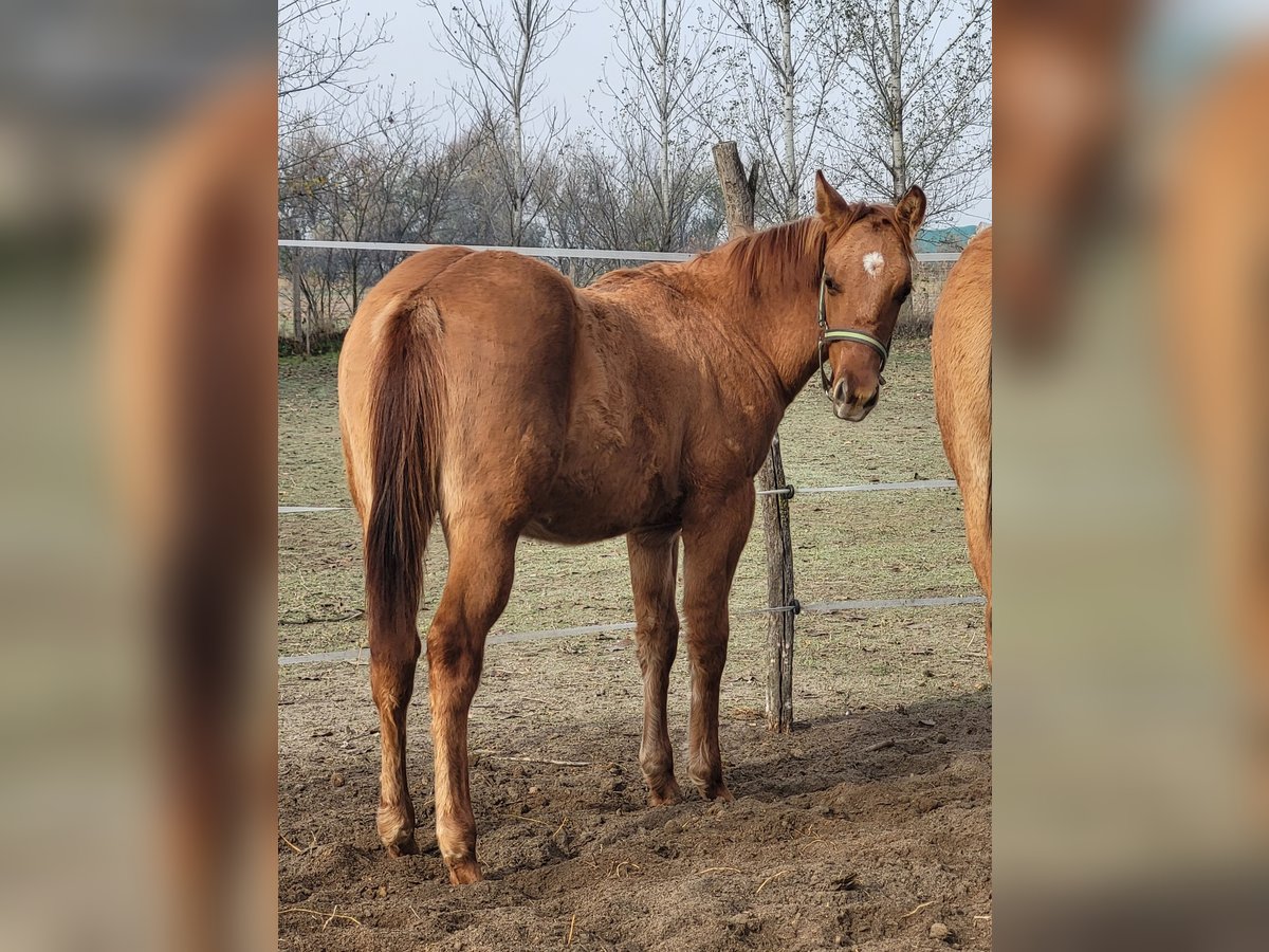 American Quarter Horse Stallone Puledri (04/2025) 145 cm Red dun in Akaszt&#xF3;