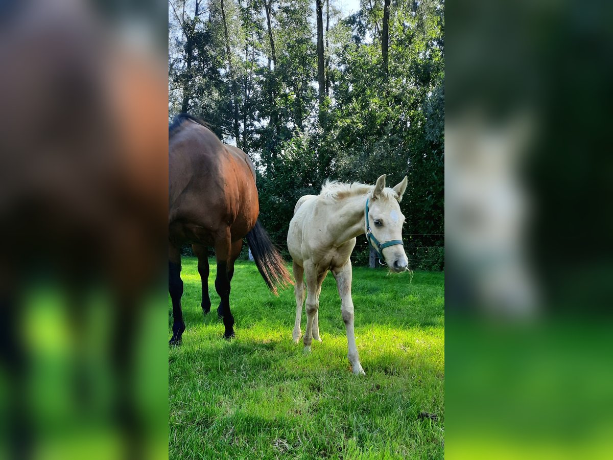 American Quarter Horse Stallone  148 cm Palomino in Kalken