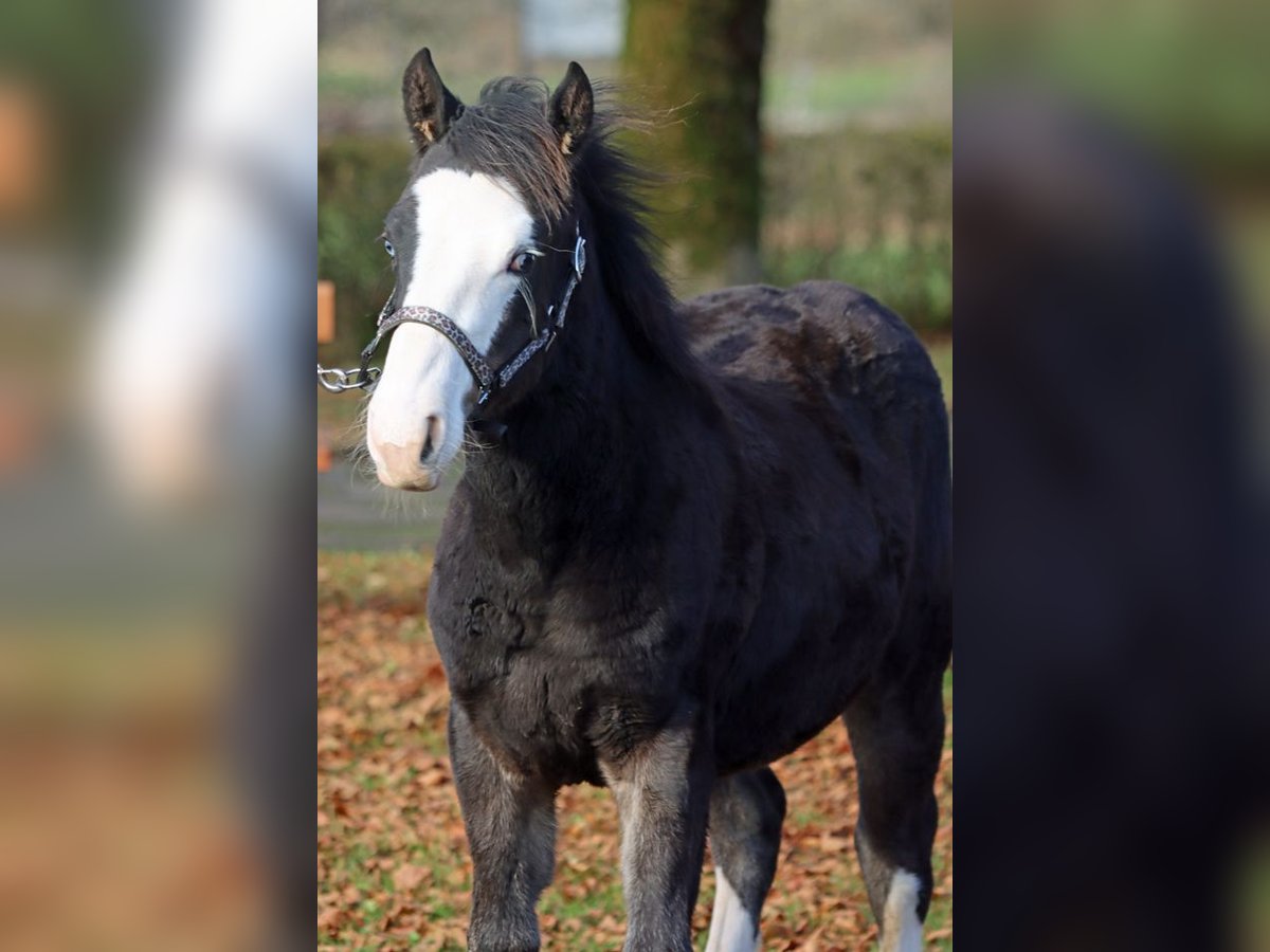American Quarter Horse Stallone Puledri (05/2025) 150 cm Baio scuro in Hellenthal