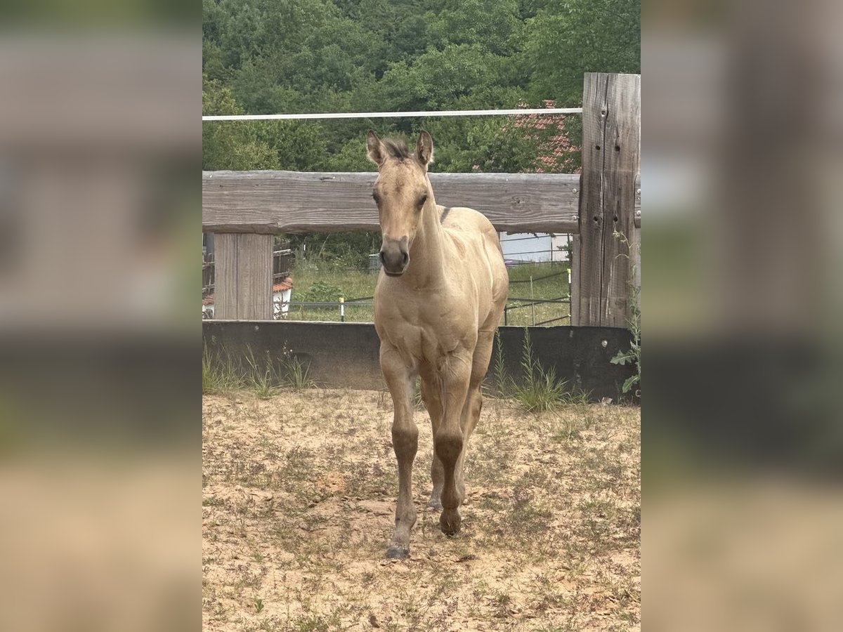 American Quarter Horse Stallone  150 cm in Miltenberg