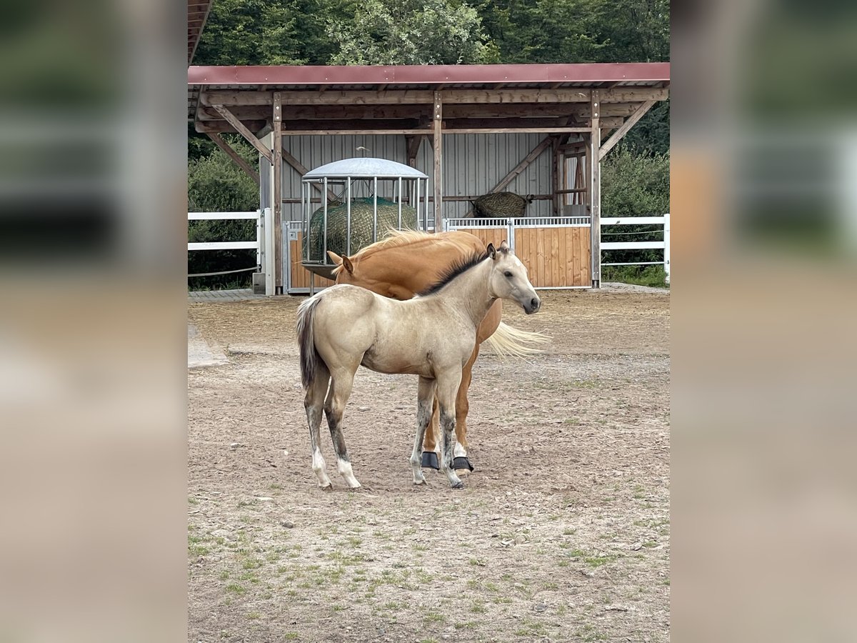 American Quarter Horse Stallone Puledri
 (04/2024) 150 cm Pelle di daino in Schlüsselfeld