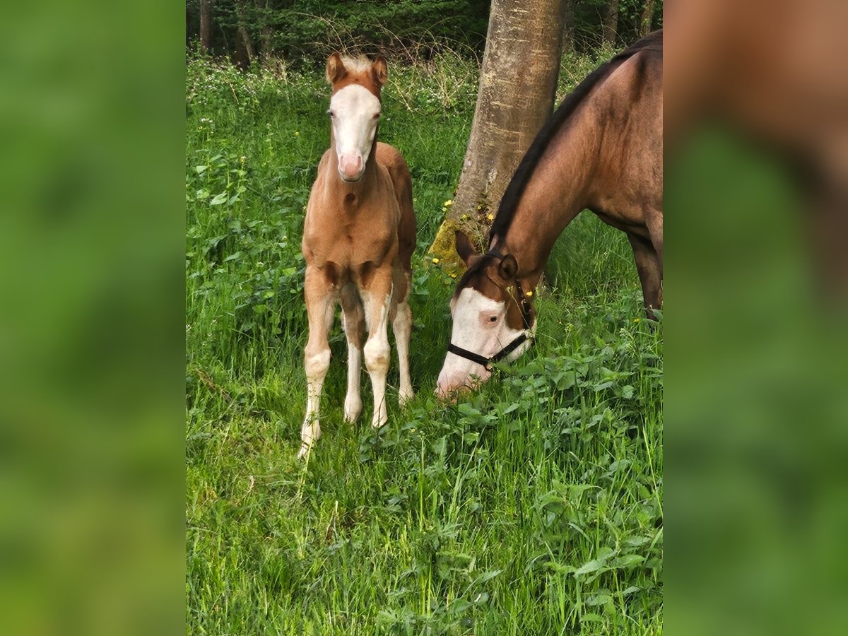 American Quarter Horse Stallone  152 cm Overo-tutti i colori in Klingenberg am Main