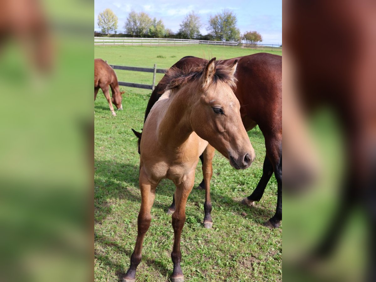 American Quarter Horse Stallone Puledri (05/2025) 153 cm Falbo in Fleischwangen American Quarter Horse Stallone Puledri (05/2025) 153 cm Falbo in Fleischwangen