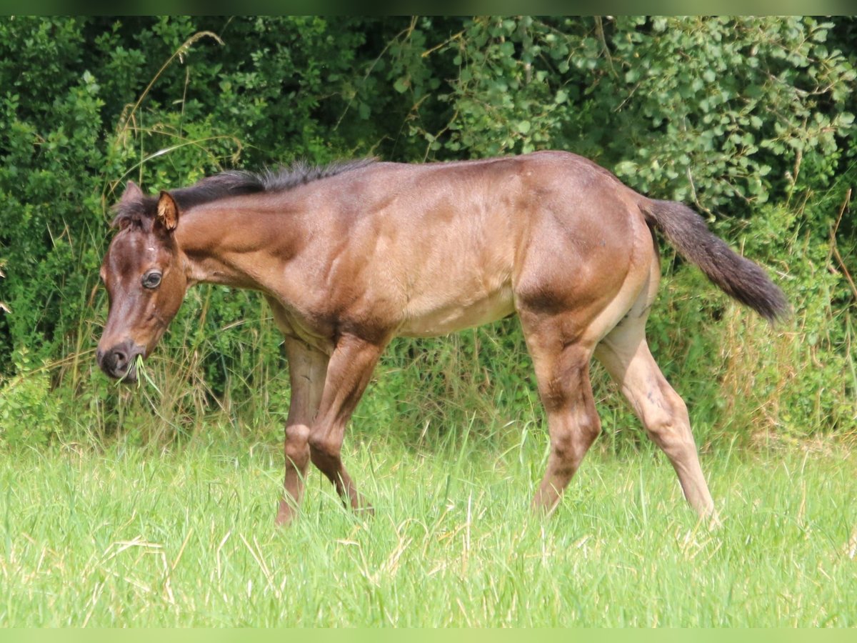 American Quarter Horse Stallone Puledri (04/2024) 153 cm Roano blu in Sankt Wendel