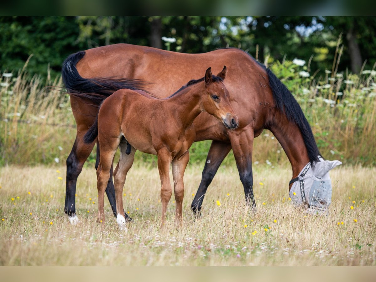 American Quarter Horse Stallone Puledri
 (06/2024) 155 cm Baio in Montigny sur avre